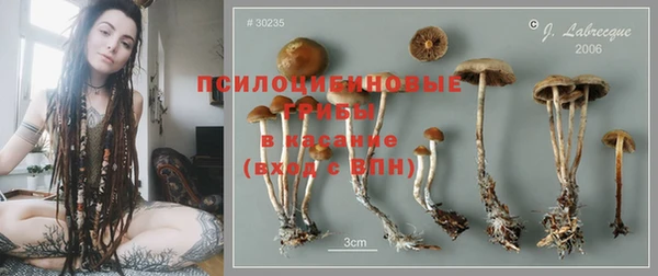 шишки Верея